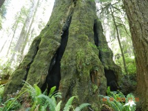 Redwood NP                                                